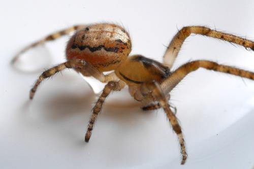 Zygiella x-notata
